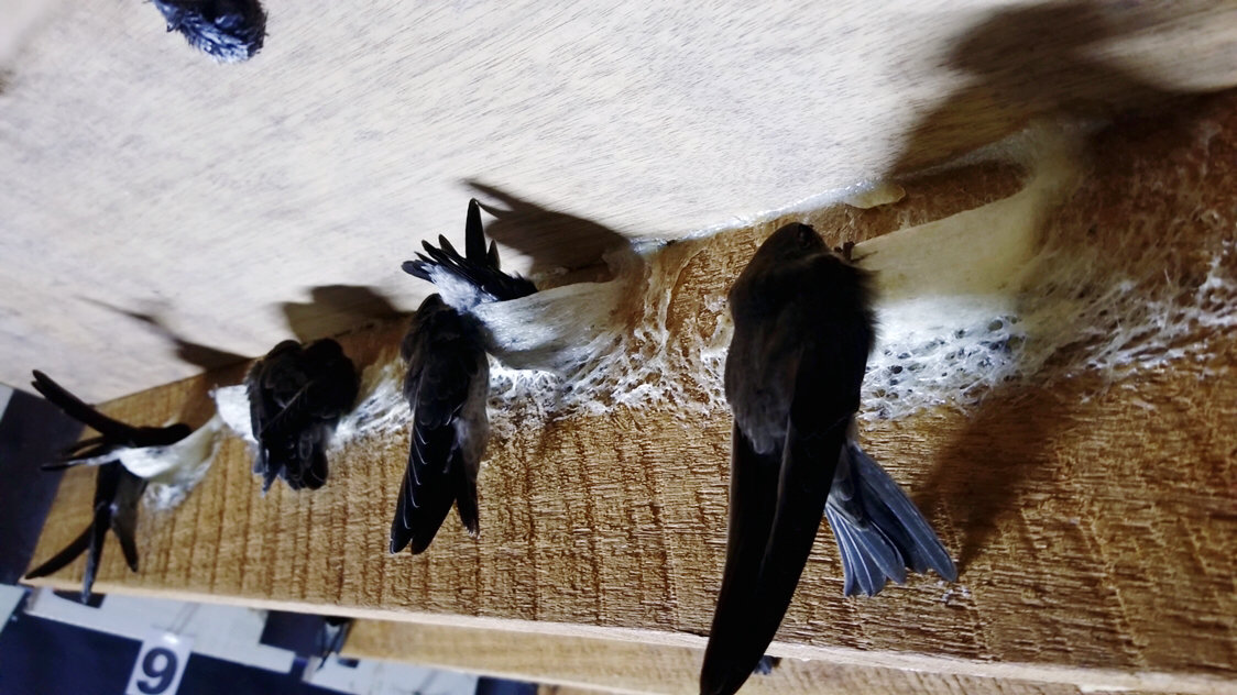 燕窝一千多怎么样,几十元一斤的燕窝