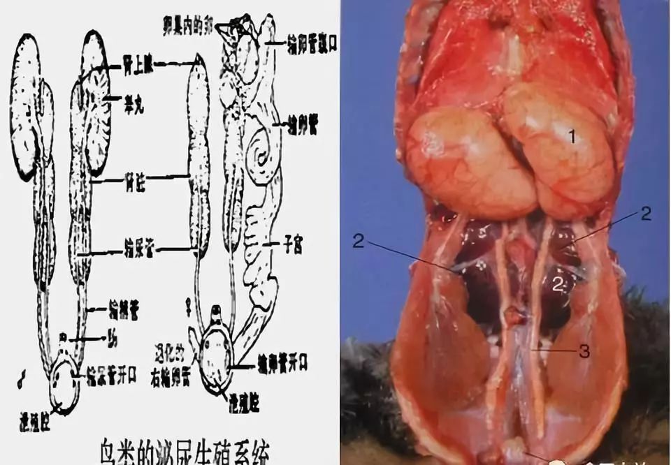 家禽常见疾病及检测方法书籍,家禽疾病如何检测