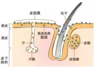 夏天身上黏糊糊油腻腻的,夏天头发老是油腻腻的怎么解决