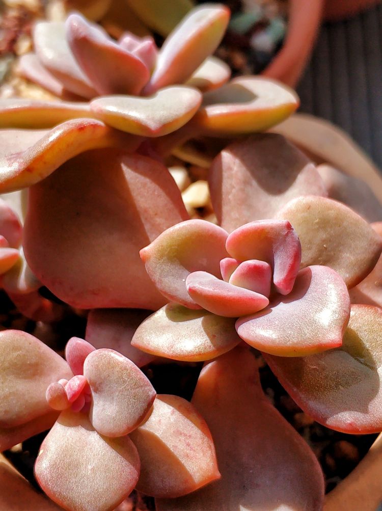 记录多肉长大的全过程,记录所有多肉成长过程