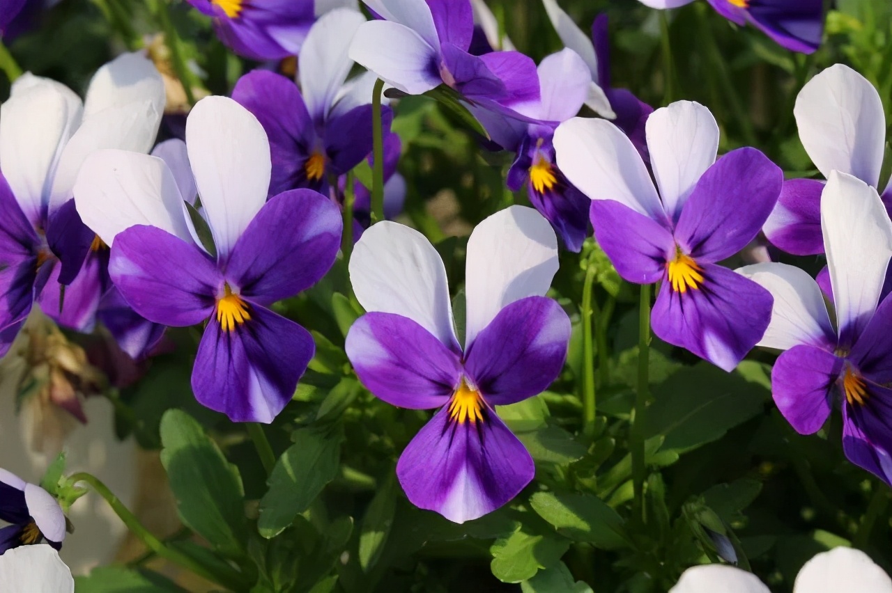 角堇和皱边角堇哪个花大,皱边角堇和穗边角堇的区别