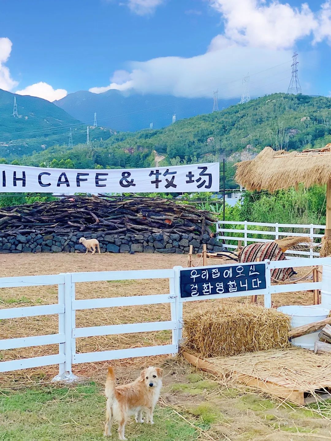 收藏!刷爆小红书的深圳济州岛绵羊牧场咖啡厅,256G都不够拍