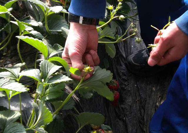 草莓打药后出现僵果怎么办,草莓控旺严重造成僵果怎么办