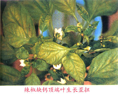 辣椒黄叶怎样防治,辣椒树烂根黄叶死苗用什么药好