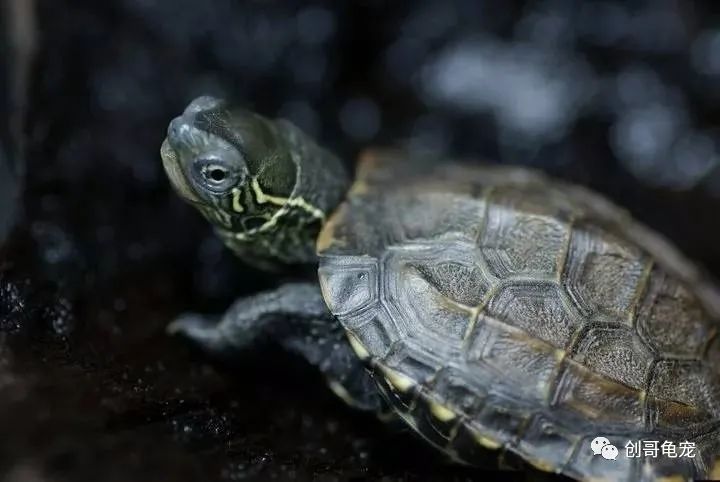 新买的乌龟回家要注意什么,新买的乌龟到家怎么防止腐皮