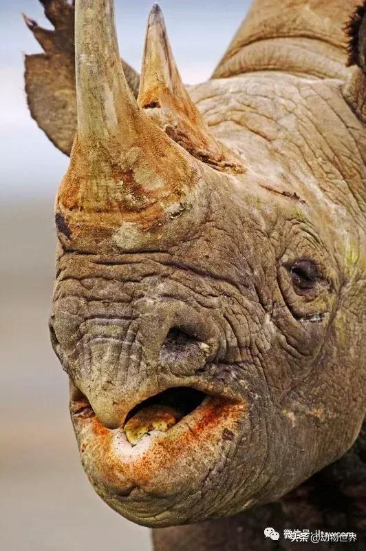 食草动物中的“斗士”-黑犀