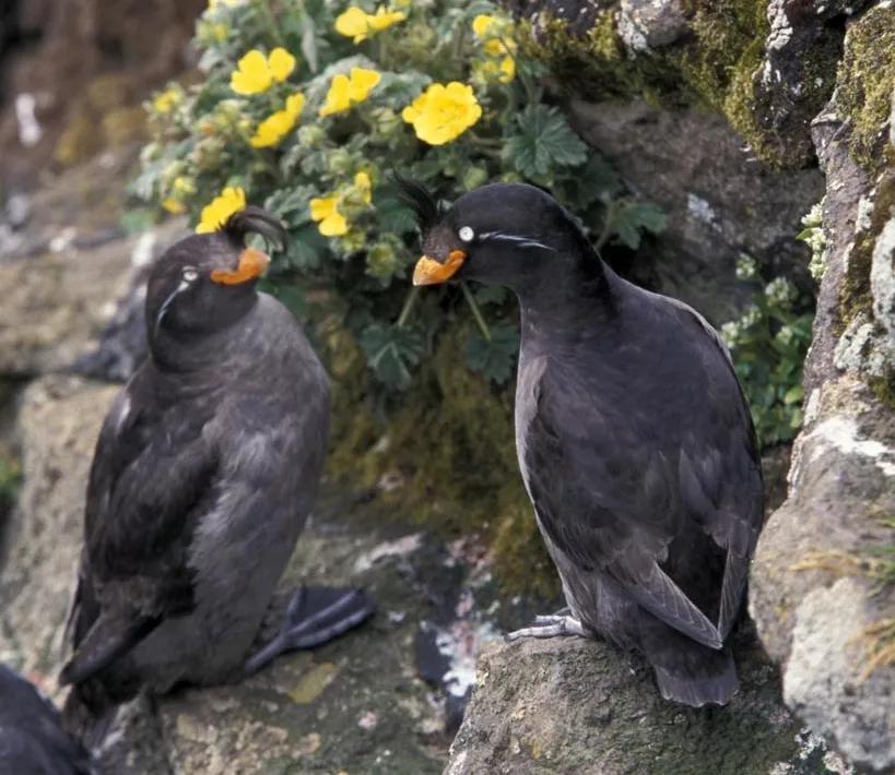 有妹撩妹，无妹防虫，鸟儿的橘味香水这么神奇呢？