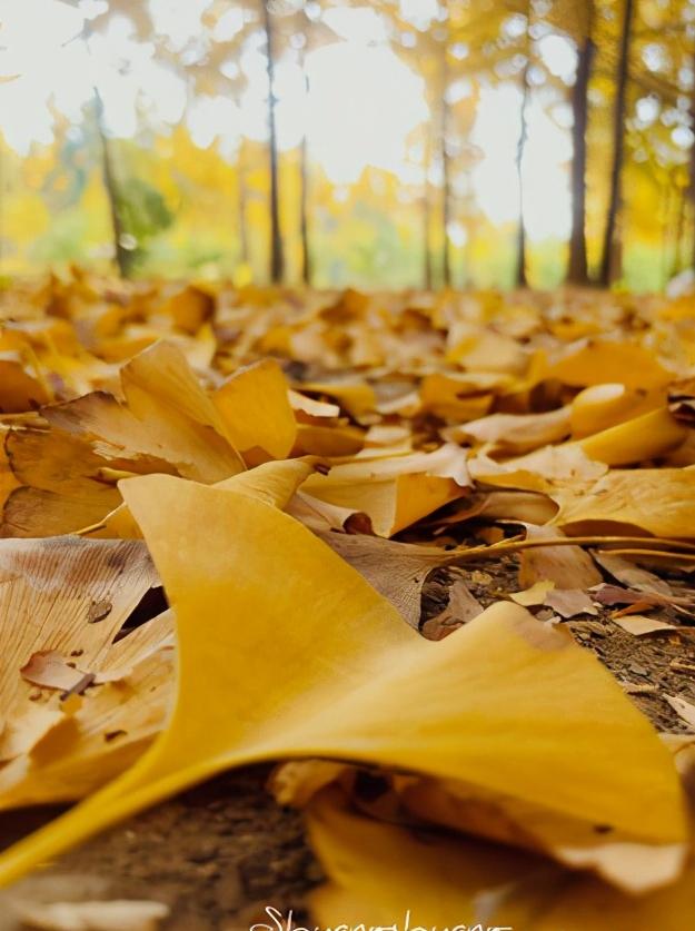 江苏省徐州市市级行政区是哪里,江苏省徐州市有哪个区