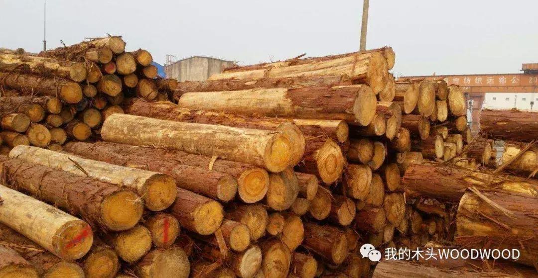 「树种介绍」软木中的贵族——日本桧木