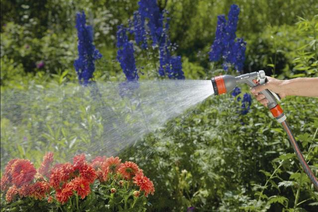 大丽花的根为什么会烂,大丽花烂根早期怎么判断