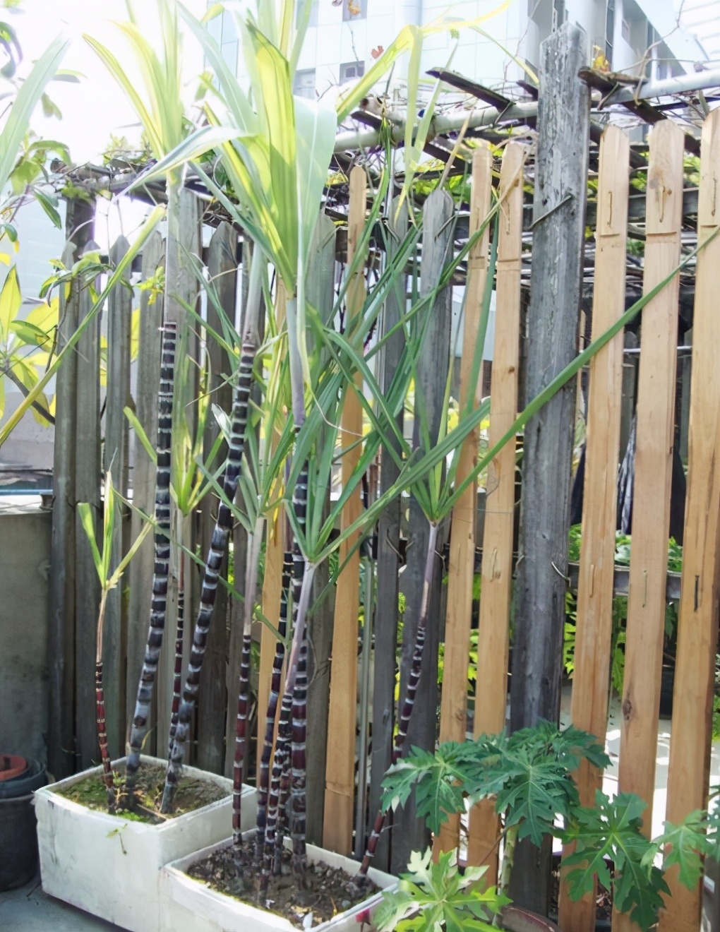 花草养不好怎么办,花草不好养是怎么回事