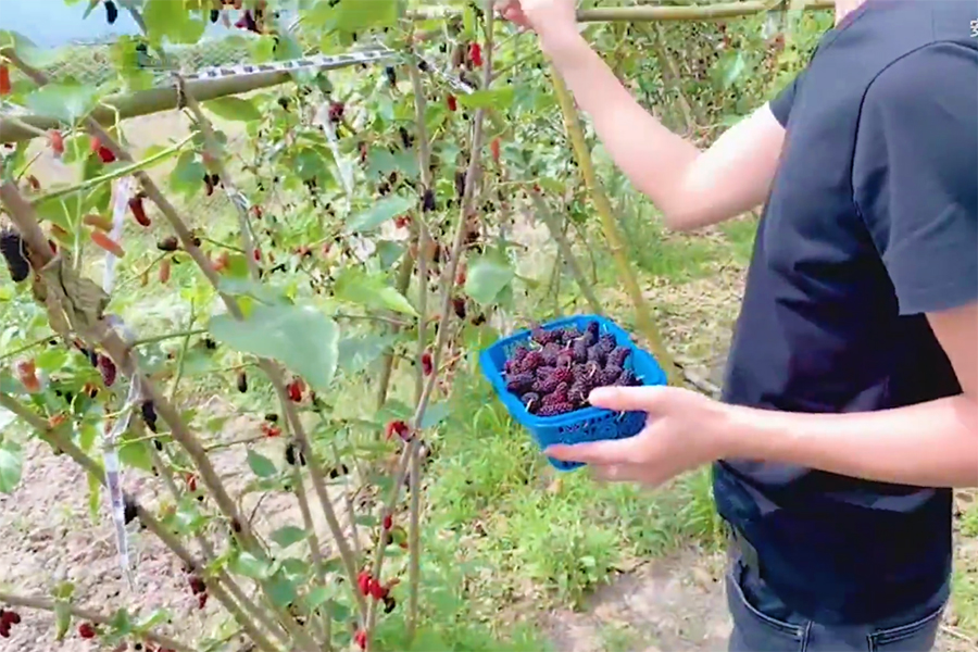 重庆渝北摘桑葚的最佳地方,4月什么地方的桑葚最好
