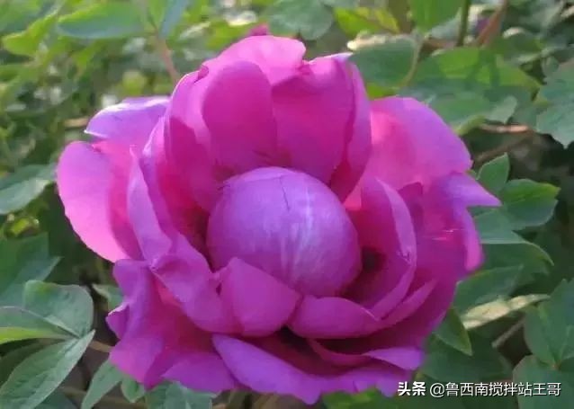 牡丹十大品种九大花系,牡丹进口品种图片及名称