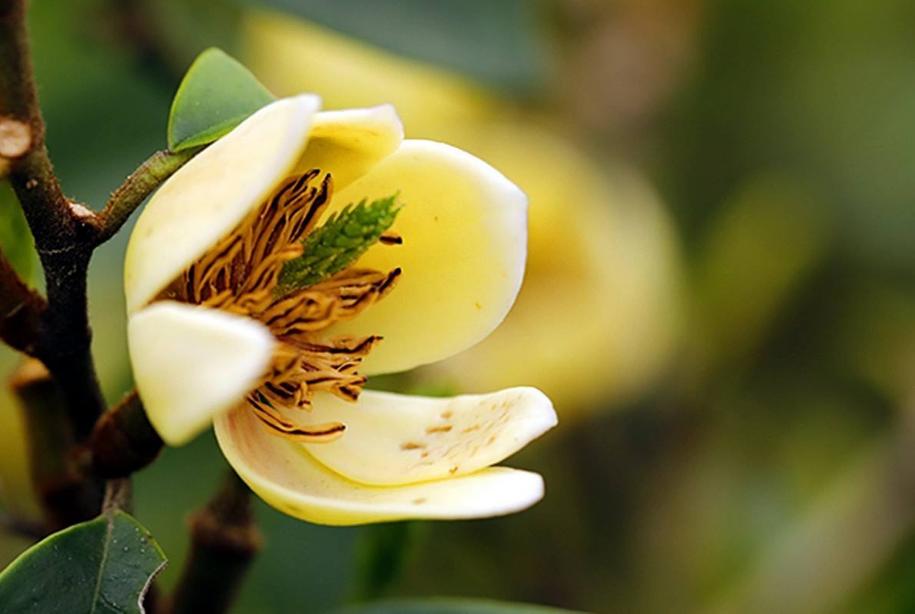 诗词-花能含笑笑何人？古诗词了的含笑花，如美人含羞，嫣然一笑