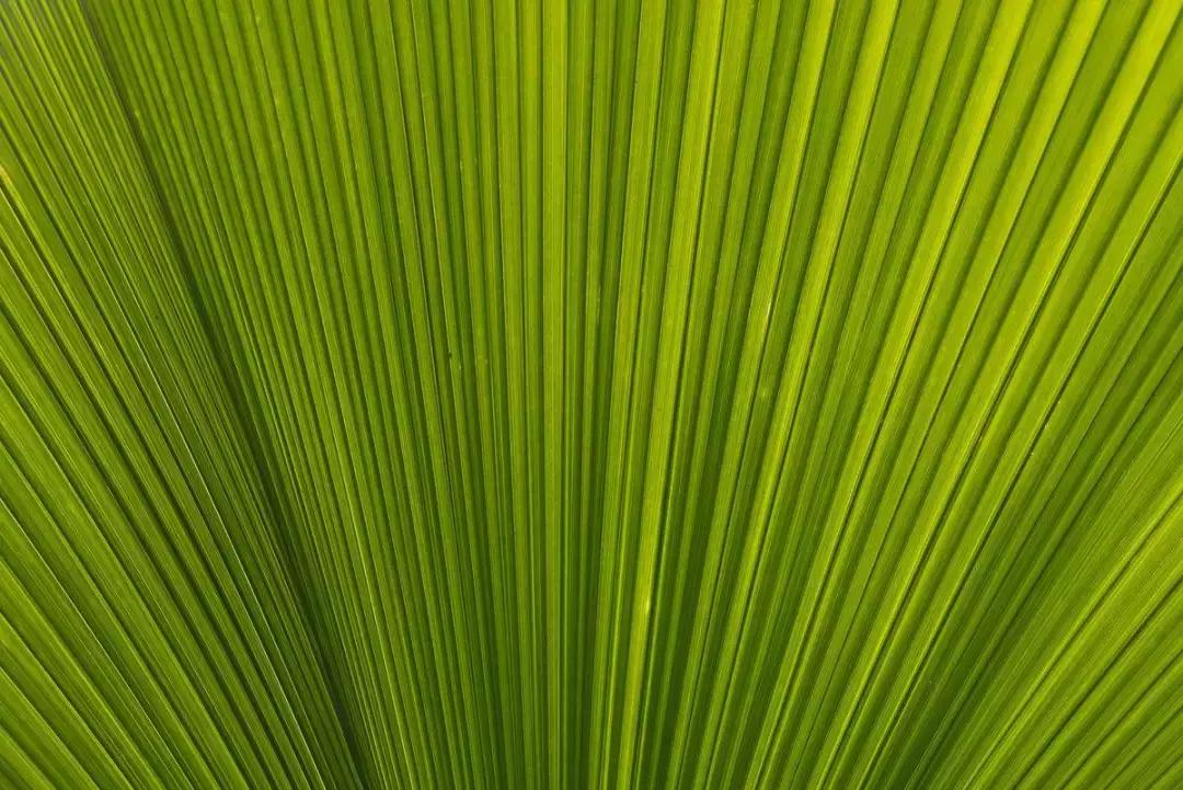 植物认知|佛系植物，五树六花