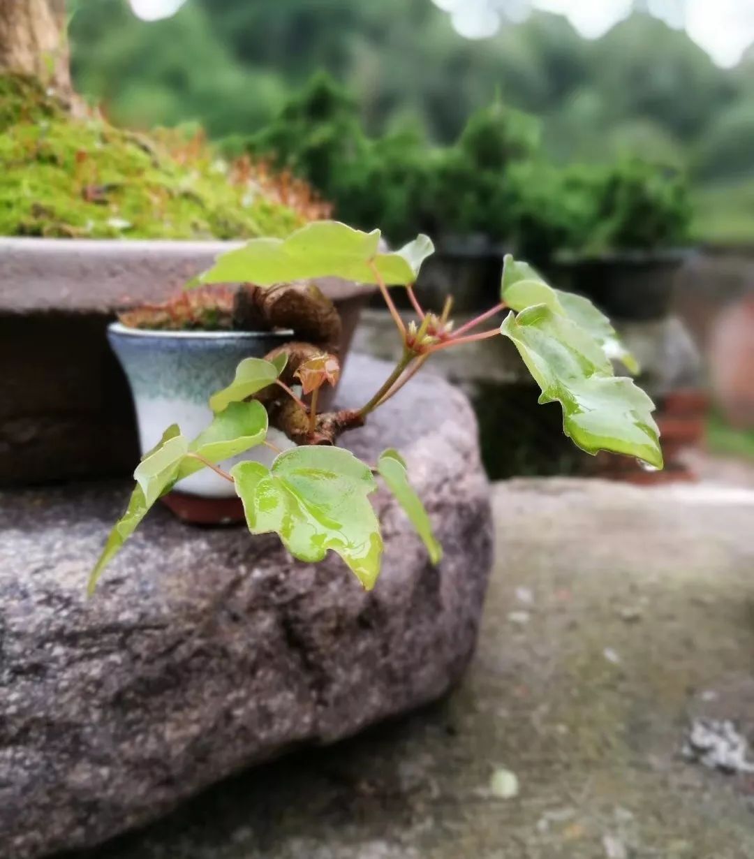 盆景制作方法与技巧,盆景制作小技巧