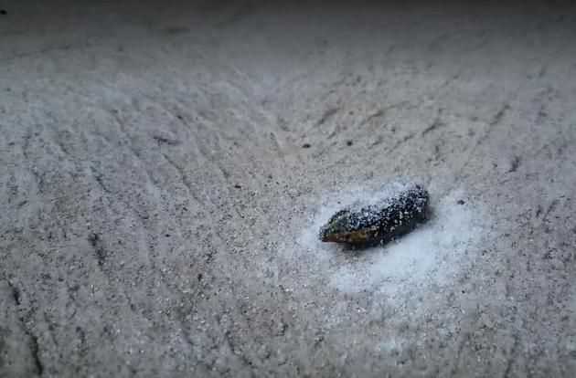 如果水蛭不小心吃掉了怎么办,误食活水蛭有什么危害