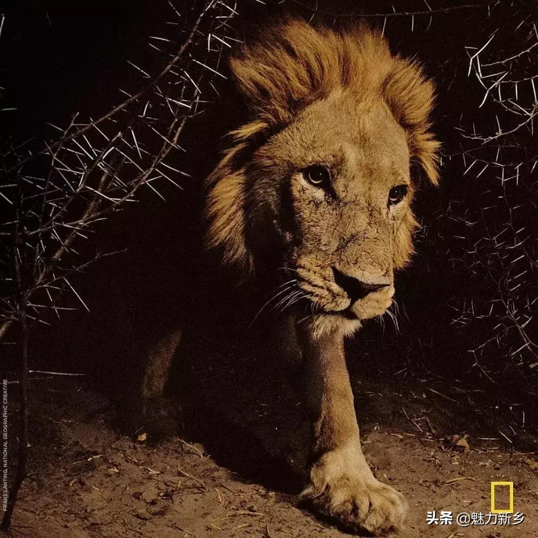 美国国家地理杂志2020摄影作品,美国国家地理杂志摄影展