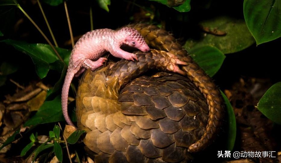 世界穿山甲日/专家建议对穿山甲等“生态灭杀”，我们坚决拒绝