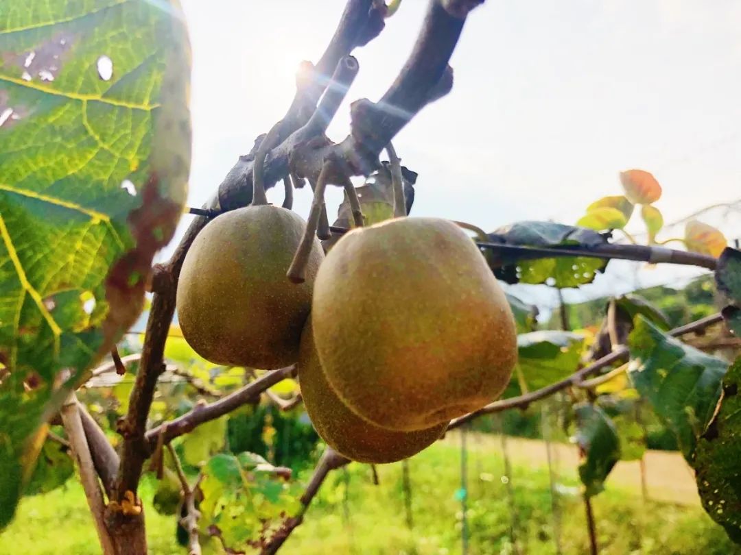 长沙生态农庄野炊采摘,长沙岳麓区垂钓农家乐