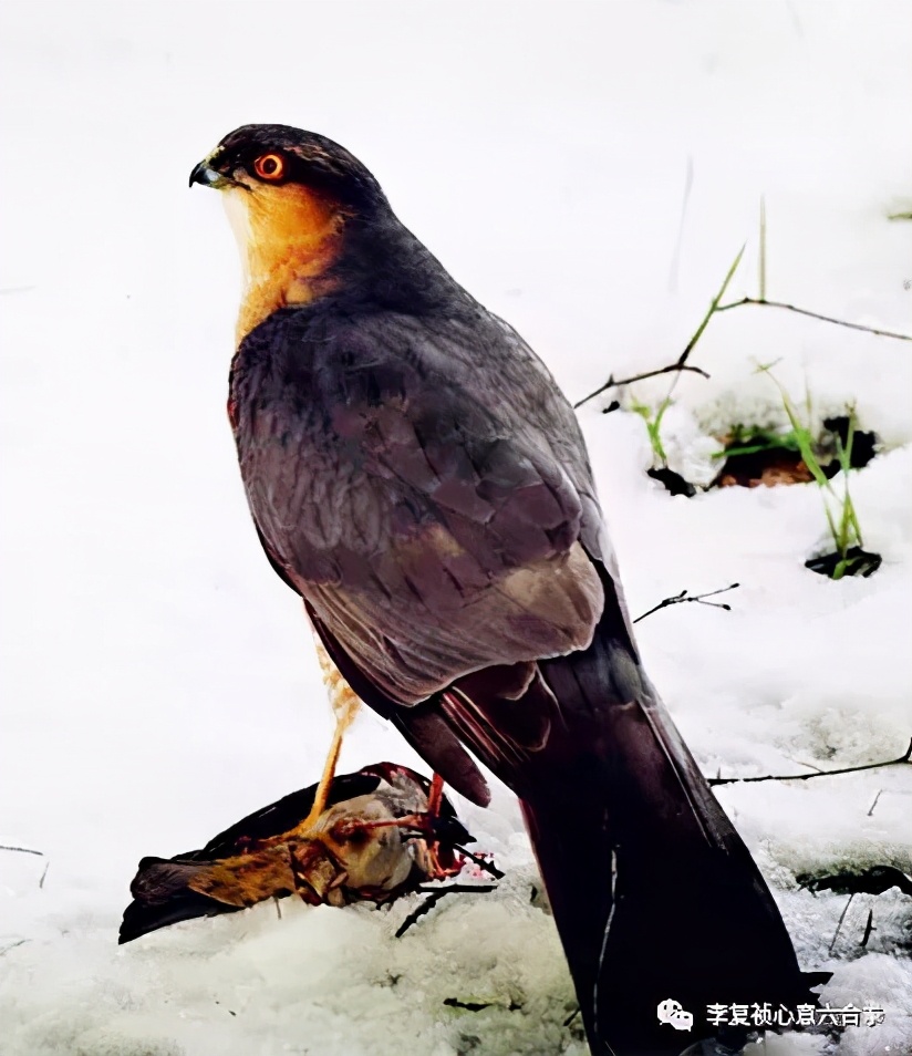 李复祯心意拳传人家谱,李复祯心意拳开膀秘法