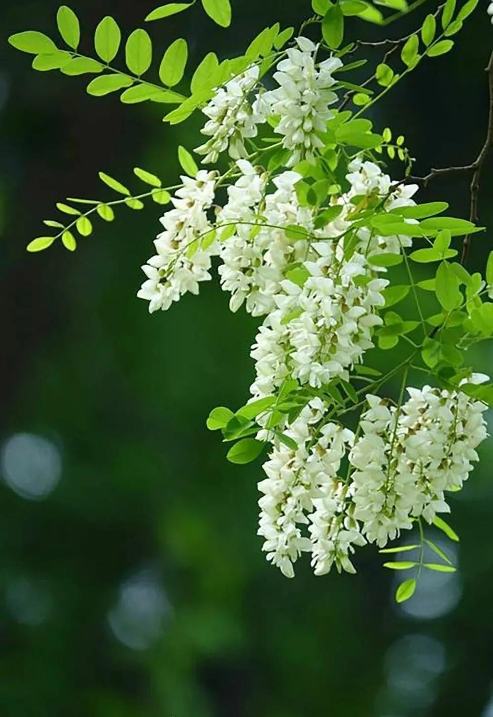 吃槐花想晒干怎么处理,槐花的功效与作用槐花的保存