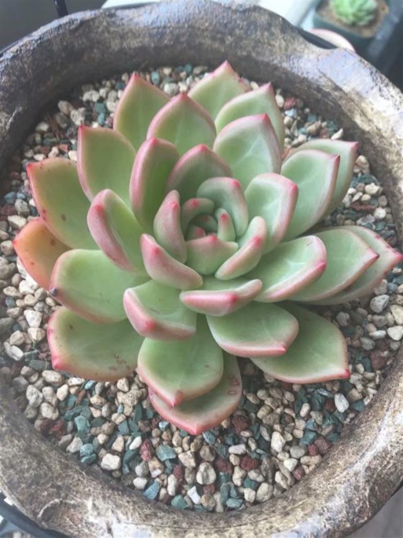 多肉不小心淋了肥水补救方法,多肉不小心淋了雨怎么补救