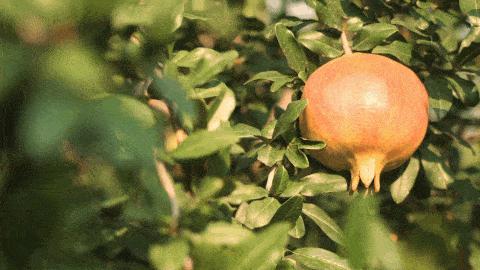 石榴突尼斯软籽石榴爆甜多汁,好吃不吐籽的突尼斯软籽石榴来了