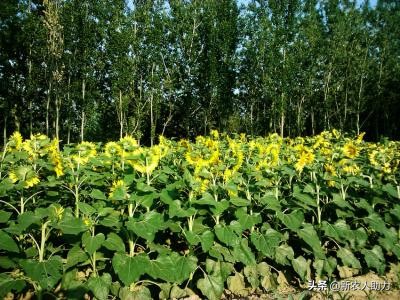 你不知道的农耕小知识,你不知道的种地小技巧