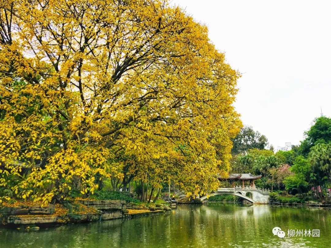 柳州的柳侯公园特色,柳州柳侯公园秋天美景