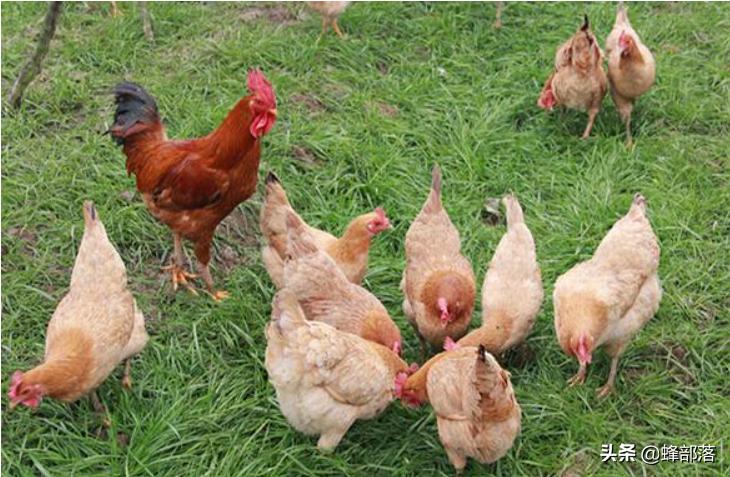 自家田地可以养殖鸡吗,把家鸡放到荒野能否变成野鸡