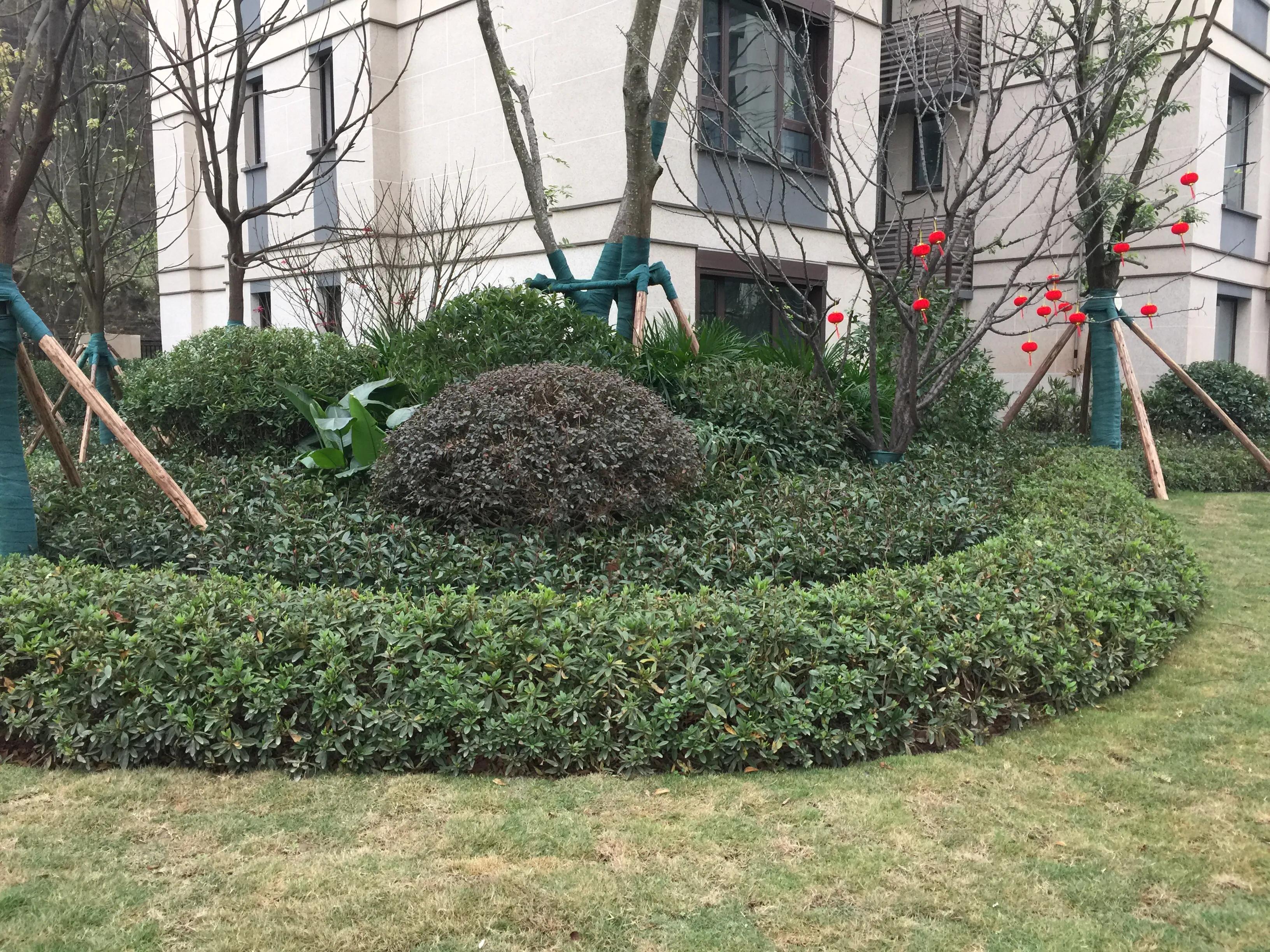 请问南京朗诗:乐府Top系就是重庆朗诗乐府这个鬼样子?