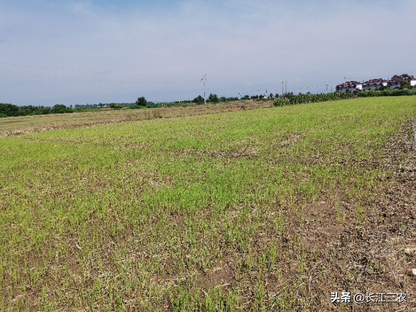 旱稻种植在水田里能成吗,旱稻是直接种在地里吗