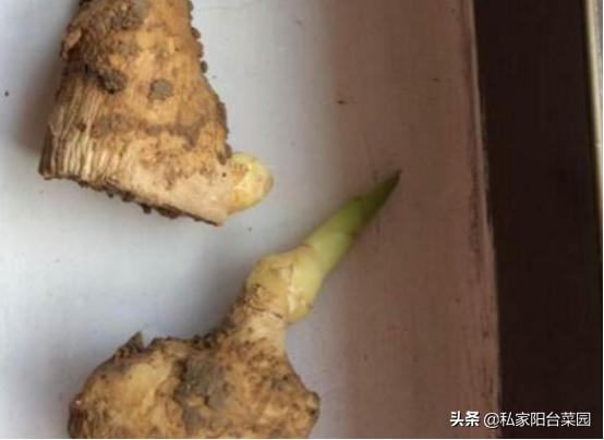 阳台种植生姜什么时候比较合适,阳台种生姜谨记3要点