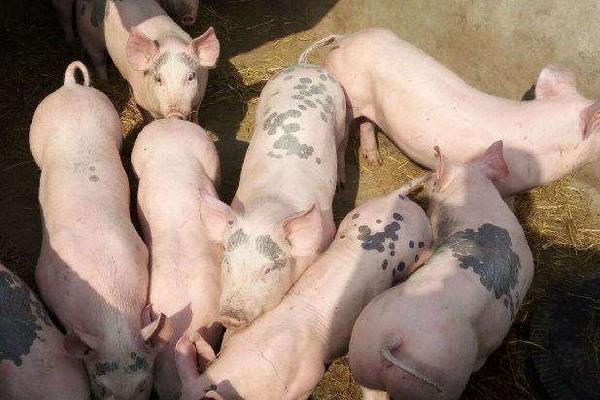 养殖户小猪拉稀,猪场养殖户仔猪拉稀