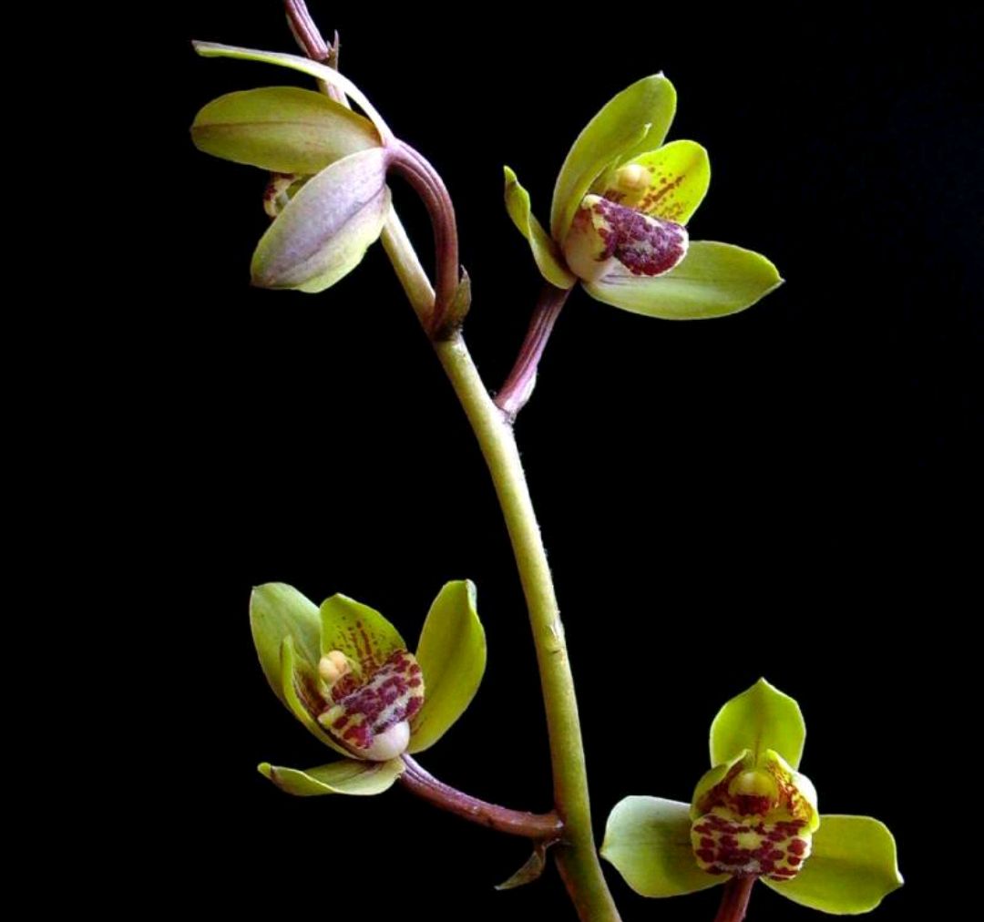 蕙兰出花苞以后怎么养,大花蕙兰花苞怎么养护