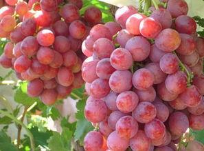 红提的坏处,红提常见病图片