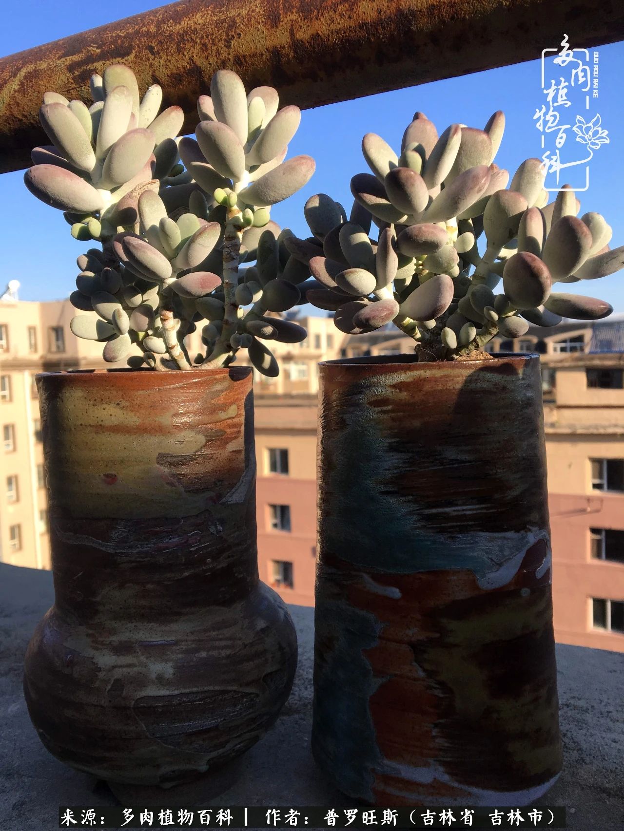 日日勤服侍，日日勤拂拭！服侍花儿，就是拂拭心灵