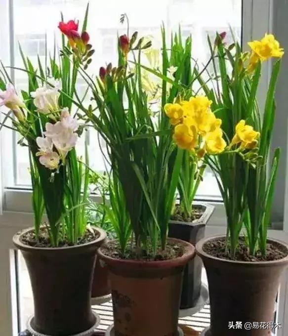 小苍兰前期花苞什么颜色,香雪兰的小苍兰怎么养