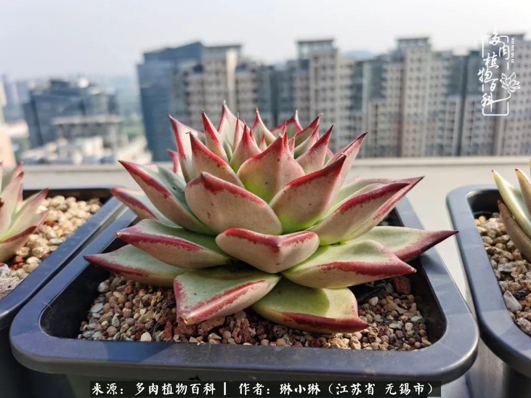 多肉变美是需要时间的,千万别辜负了多肉变美的黄金季节