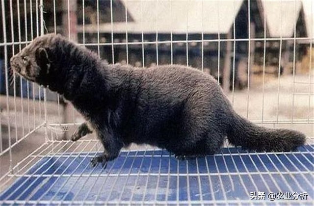 养貂的技巧和方法,养貂教程