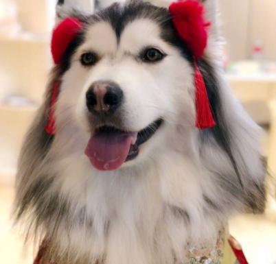 阿拉斯加从小怎么养才乖,阿拉斯加吃什么鱼油护毛