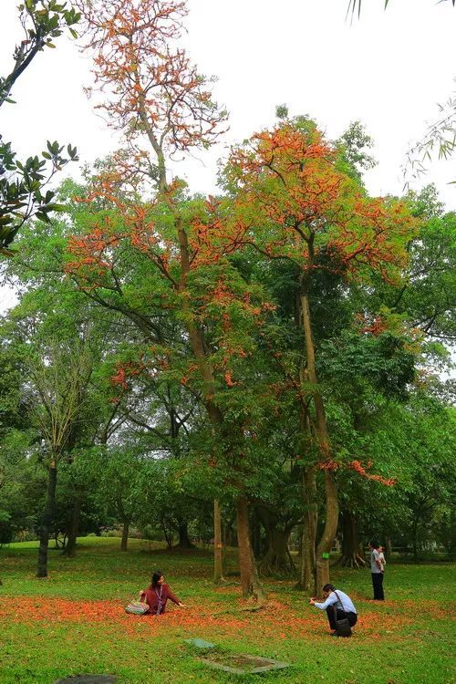 100种常见观叶植物图鉴史上最全,农村常见的100种植物