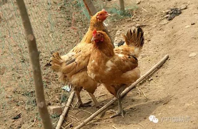 怎么样才能知道土鸡是什么样的,如何知道土鸡缺少什么营养