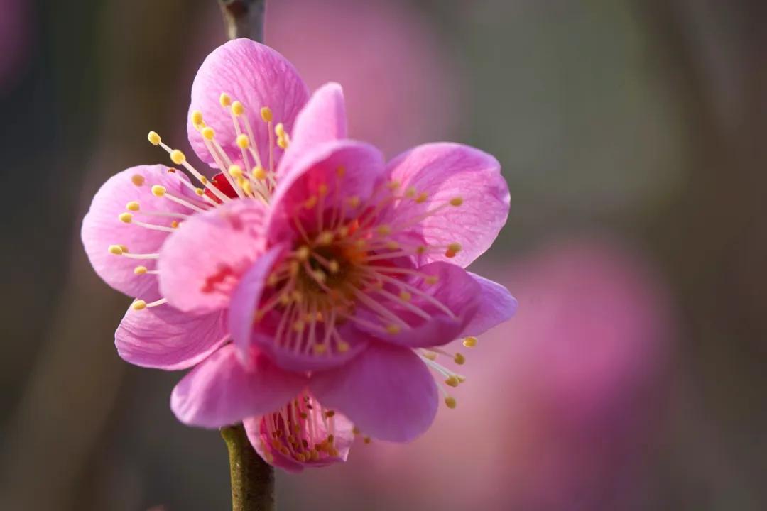 关于春天的古诗词美篇,让人惊艳的春天古诗词