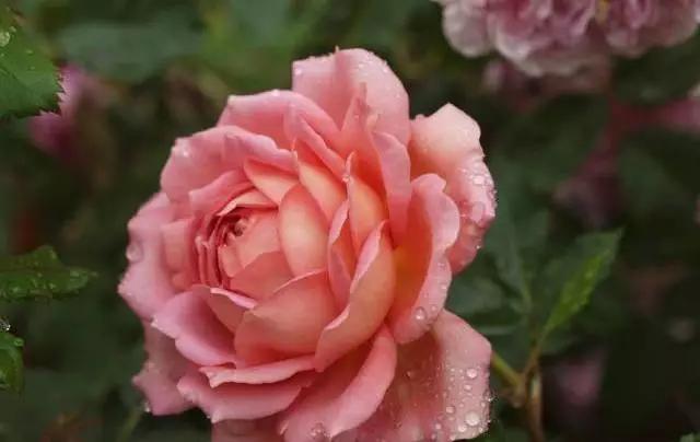 每天学习一点点——100种玫瑰品种科普