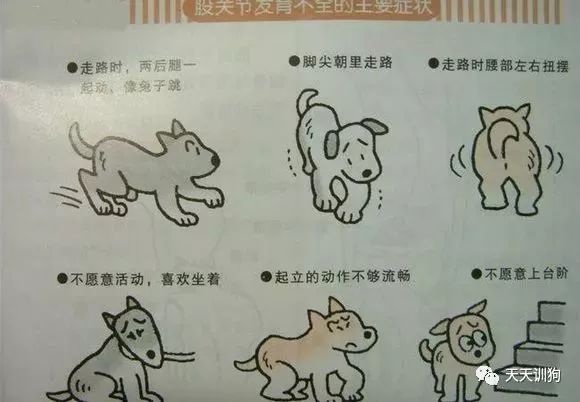狗狗髋关节问题视频,狗狗髋关节发育不良的十句忠告