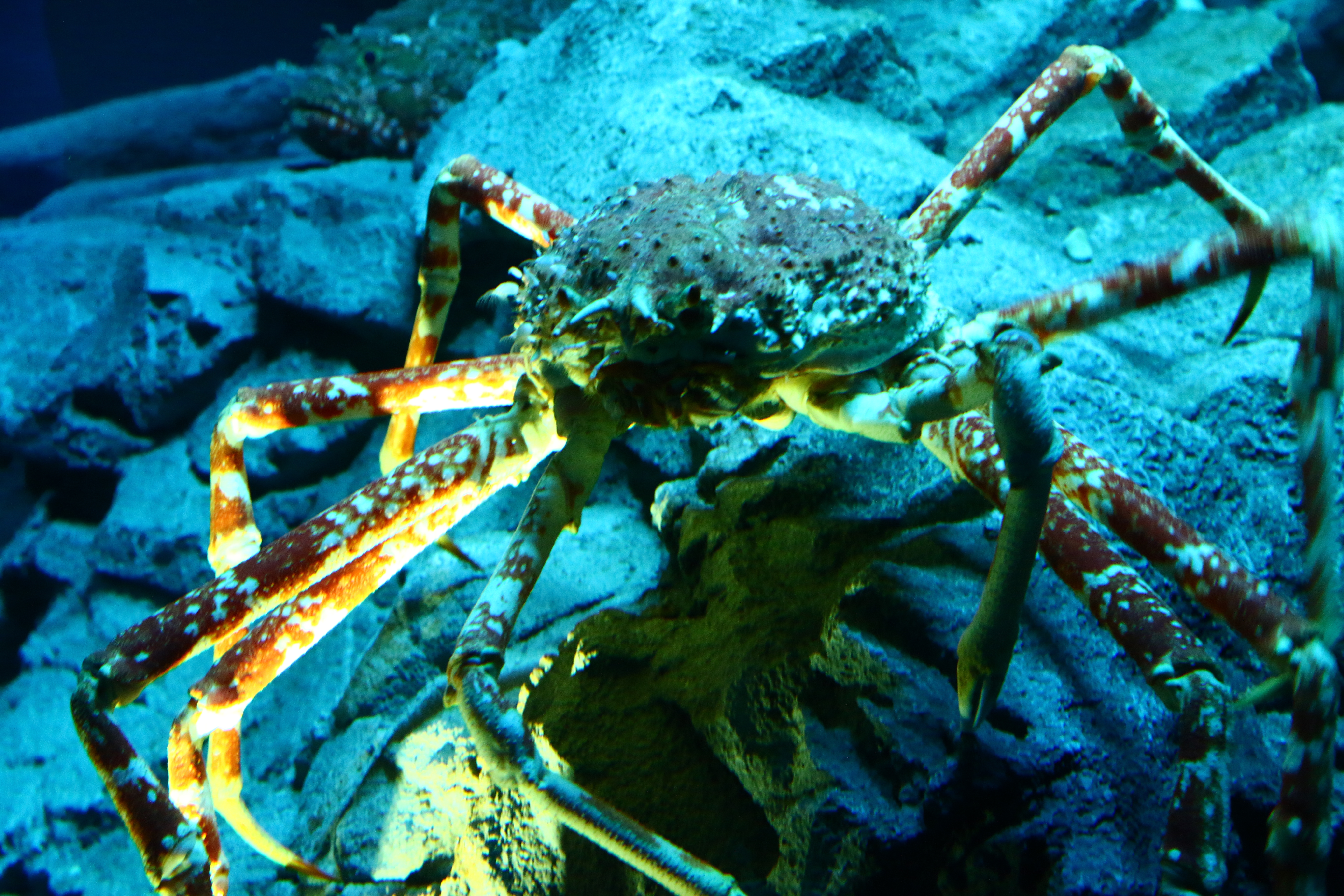 日本奈良自由行详细攻略,日本大阪京都自由行路线