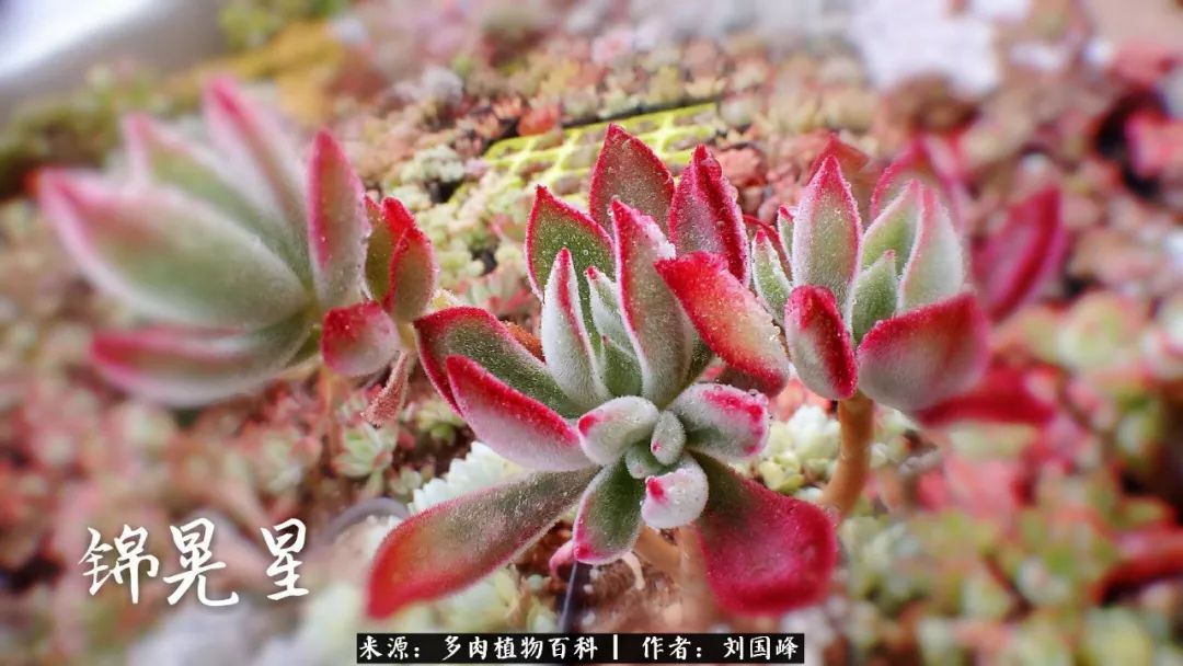 七百元打造的多肉王国，你还缺什么？