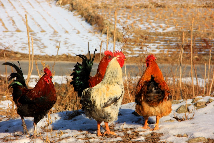 鸡的生活习性视频,鸡的特性是什么